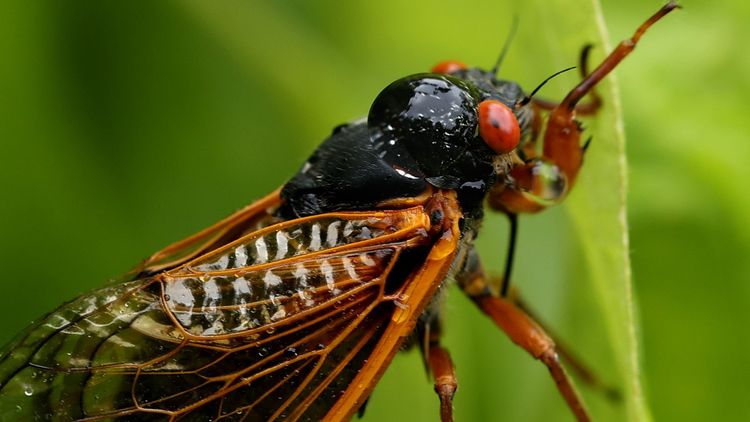 Cicadas