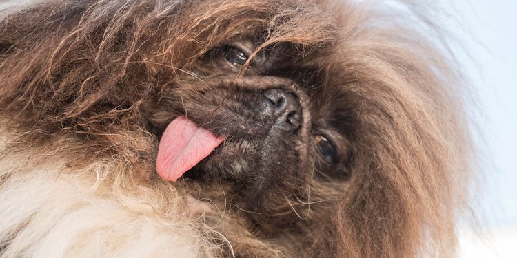 World Ugliest Dog contest