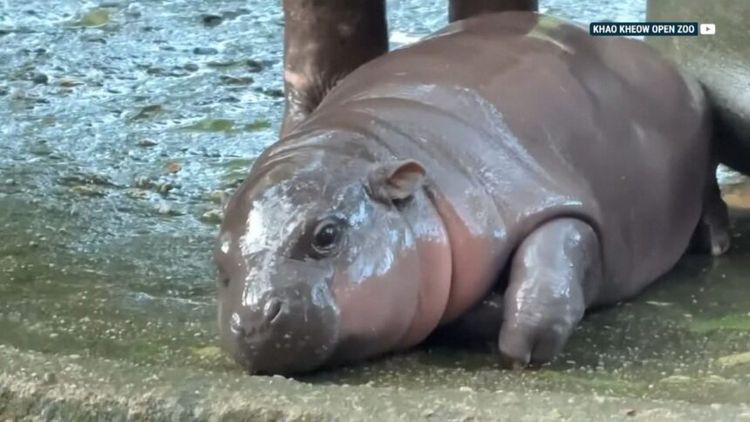 Baby pygmy hippo