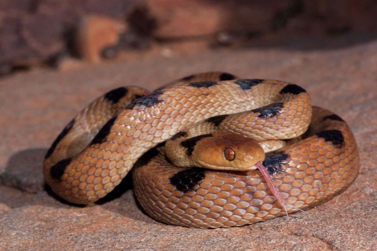 Tiger snake